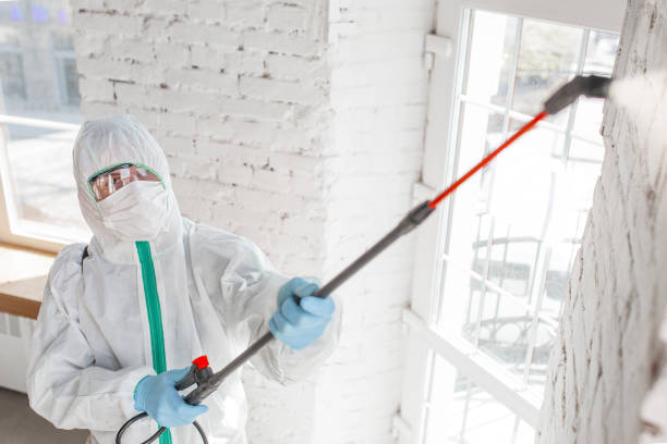 Best Residential Mold Remediation in Montpelier, VT